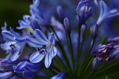 Close-up of purple flowers