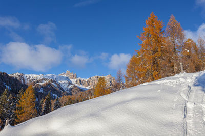 Autumn colored larch and fir trees at sunset with croda da lago peaks background, dolomites, italy