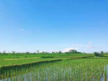 Scenic view of field against clear sky