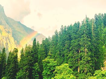 Scenic view of forest against sky
