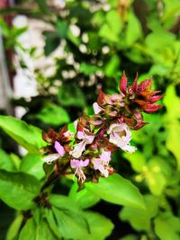 Close-up of pink flowering plant