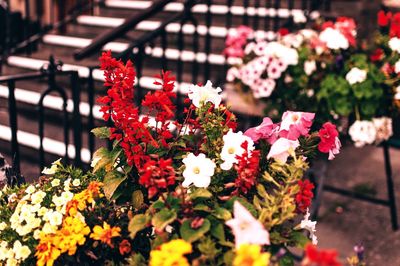 Close-up of multi colored flowers blooming outdoors