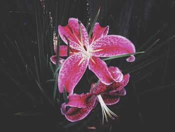 Close-up of flower against water