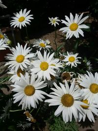 Close-up of white daisy flower