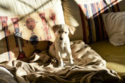 Portrait of puppy sitting on sofa at home