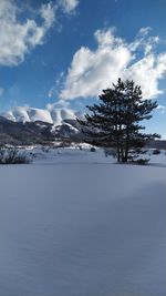 Trees on snow covered land against sky