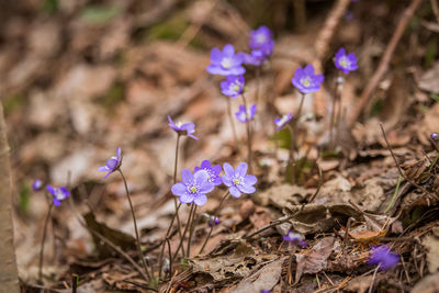 Close-up of purple crocus flowers on field