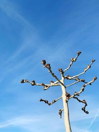 Low angle view of bare tree against blue sky