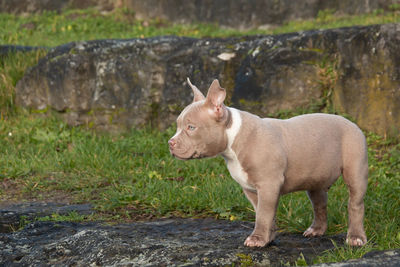 Side view of a dog looking away