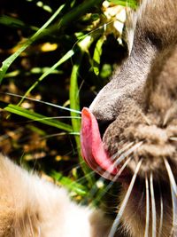 Close-up of cat