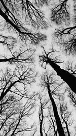 Low angle view of silhouette bare trees against sky