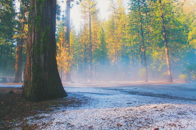 Trees growing at forest during winter