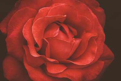 Close-up of red rose against black background