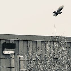 Low angle view of eagle flying against clear sky