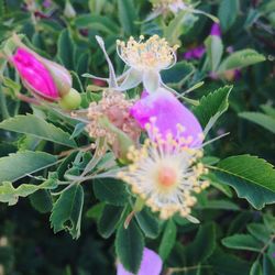 Close-up of flowers blooming outdoors