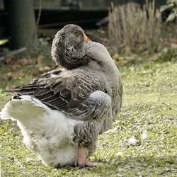 Close-up of toulouse goose on field