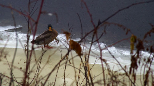 Bird perching on a tree