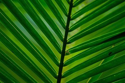 Full frame shot of palm tree