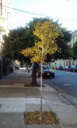 Trees by sidewalk in city during autumn