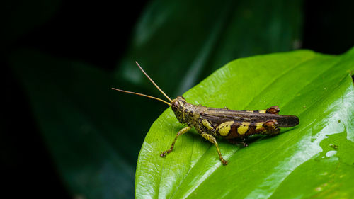 Close-up photo of grasshopper perched on a light green leaf