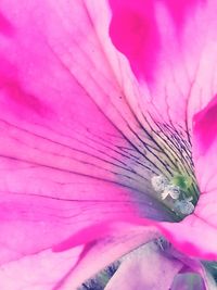 Macro shot of pink flower