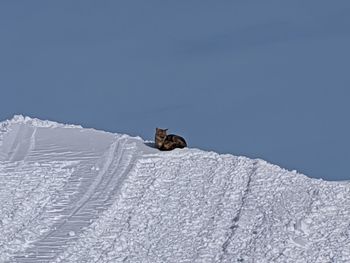 View of a horse on snow covered landscape