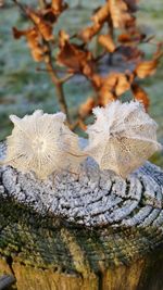 Close-up of fungus growing on tree trunk