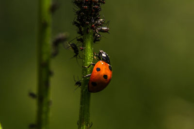 Close-up of ladybug on plant