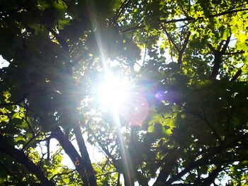 Low angle view of trees