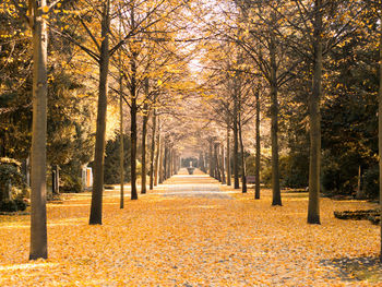 Street amidst trees during autumn