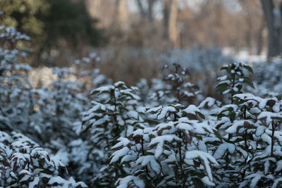 Close-up of frozen tree in forest