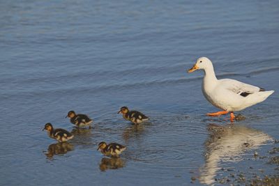 Ducks swimming in lake