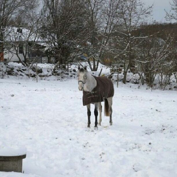 snow, winter, cold temperature, domestic animals, animal themes, mammal, horse, season, weather, field, livestock, bare tree, tree, landscape, standing, herbivorous, working animal, covering, full length, nature