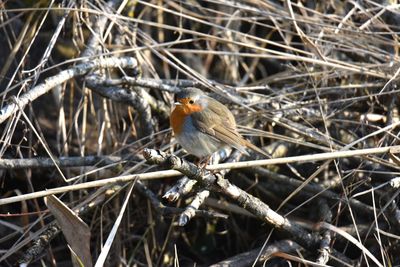 Close-up of bird perching on branch