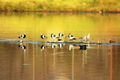 Birds in lake