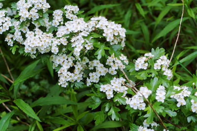 Close-up of white flowering plants