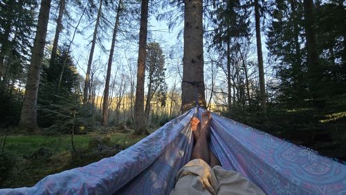 Low section of man standing in forest