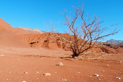 Scenic view of desert against clear sky