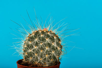 Close-up of cactus plant against blue sky