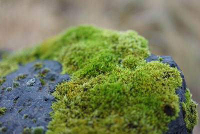 Close-up of moss on plant