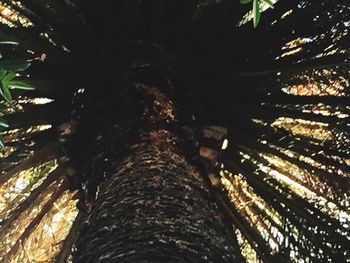 Low angle view of trees in forest at night