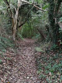 Narrow dirt road along trees in forest