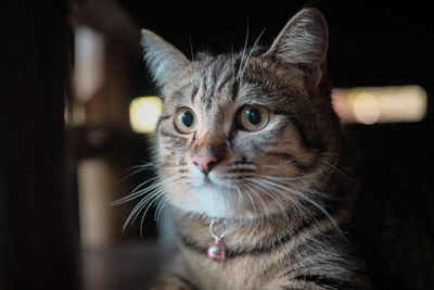 Close-up portrait of a cat