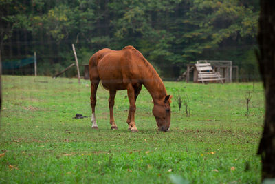 Horse standing on field