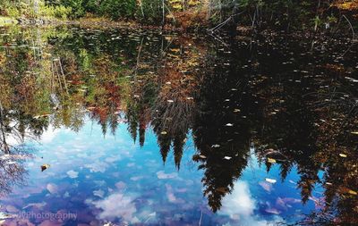 Reflection of trees in lake against sky