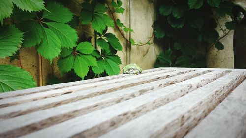 Close-up of leaves on wooden wall