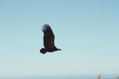 Bird flying over sea against clear sky