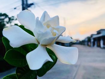 Close-up of white flowering plant