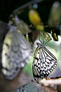 Close-up of butterflies hanging on plant