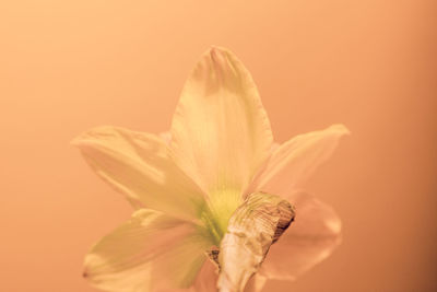 Close-up of flower against blurred background